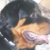 k9lifeline2 (@k9lifeline2) Twitter profile photo