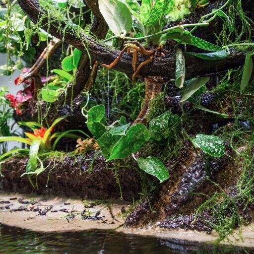 This is ThePaludarium. A piece of jungle sitting in someone's living room. On top there is the Canopy, the brains of this little piece of nature. And that's me.