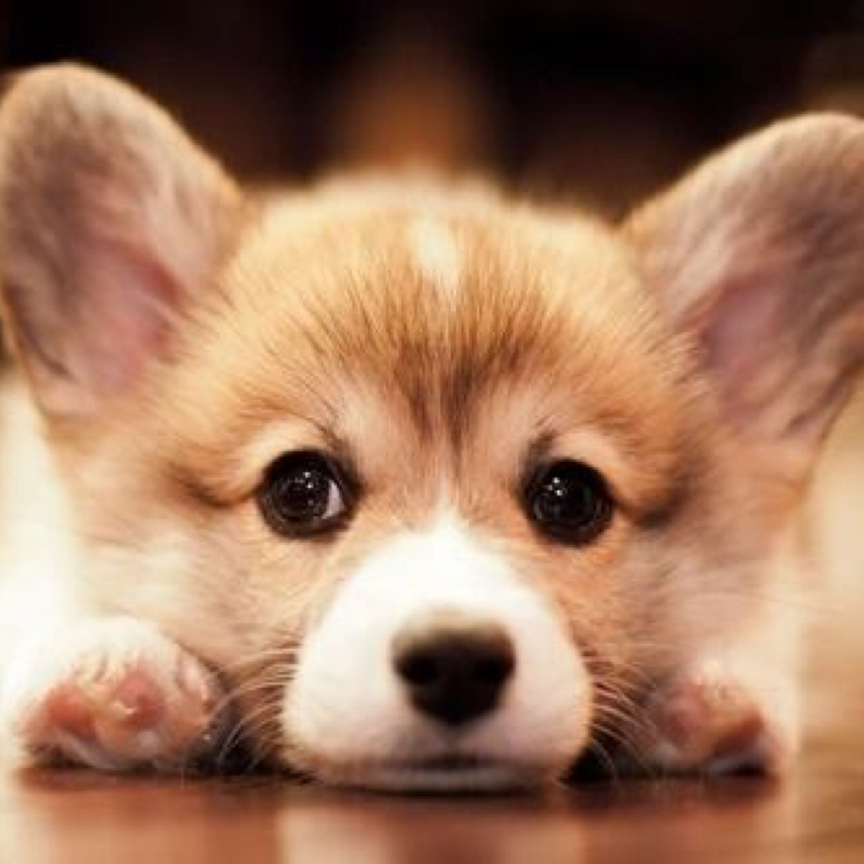 The Cutest pets on Twitter. Submit Personal Pics to adorbpics1@gmail.com / Follow @CuteDogs8 for the cutest Dog pics daily.