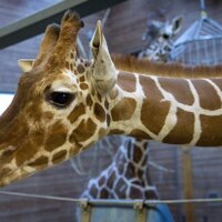 Beurgeois Gentilhomme (@boudhabyebye) 's Twitter Profile