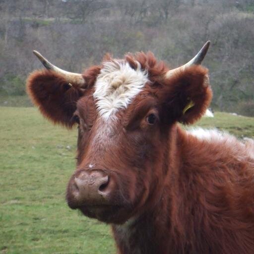 Rare breed farm in the Yorkshire Dales. Northern Dairy Shorthorn, Whitefaced Woodland, Wensleydale, Boreray & Hebridean sheep, Bagot Goats & Tamworth pigs.