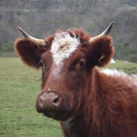 Gam Farm Rare Breeds(@Gamfarm) 's Twitter Profile Photo