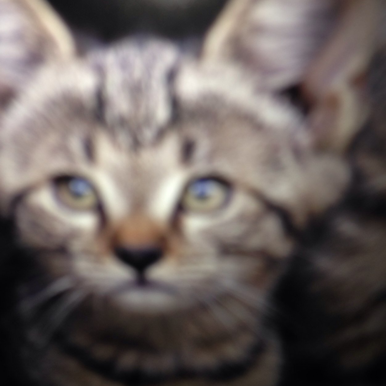 I am leader of meadowclan she cat.really nice #meadowclan #leader #single #theme:hey bother