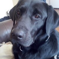 robertlinegar (@roblinegar) 's Twitter Profile