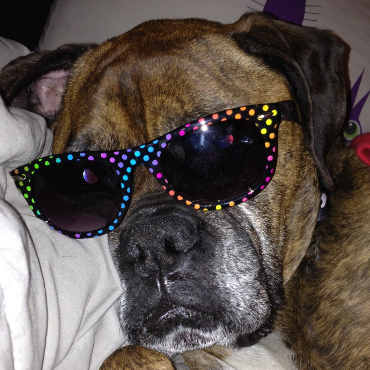 TheDieselDogLLC's profile picture. I'm a Boxer/Rottweiler from CT. My mom is a groomer and artist, we have a business called The Diesel Dog LLC.