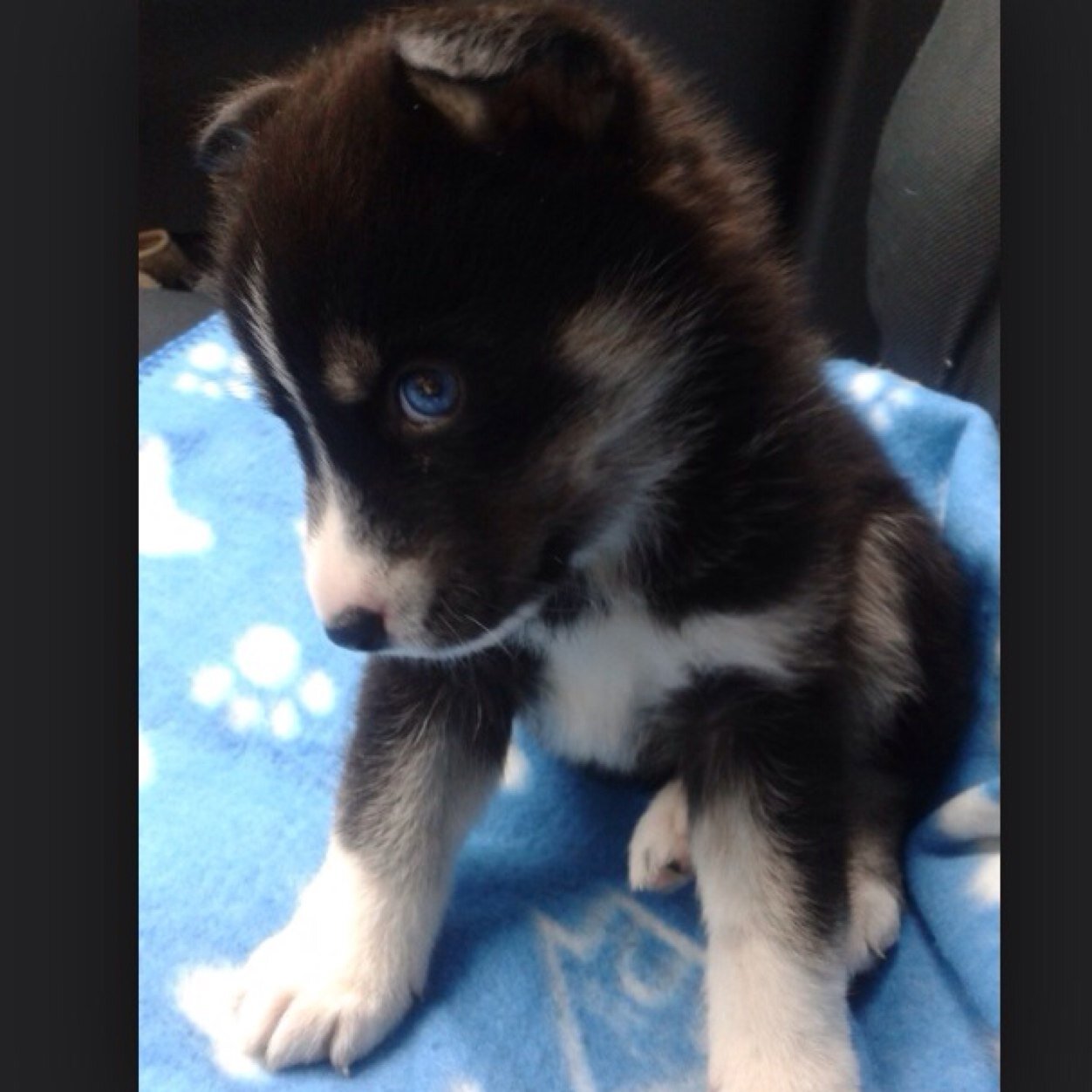 Soo, i'm kinda obsessed with pomskys. I will marry you if you get me one.. & thats allll. & follow me. *insert pomsky emijo here*