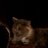 Hooter_Problems's profile image
