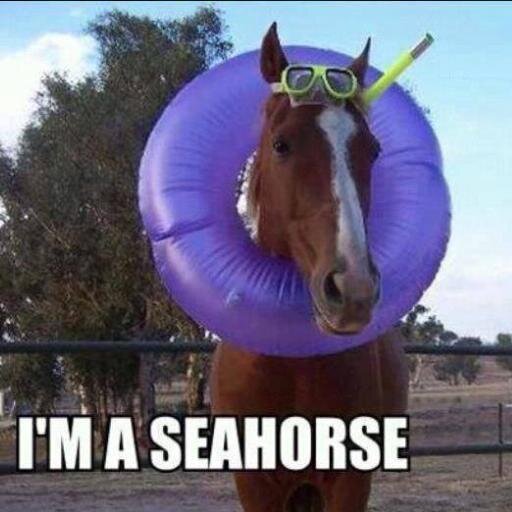 denizatiyimben's profile picture. Coque ergo sum.