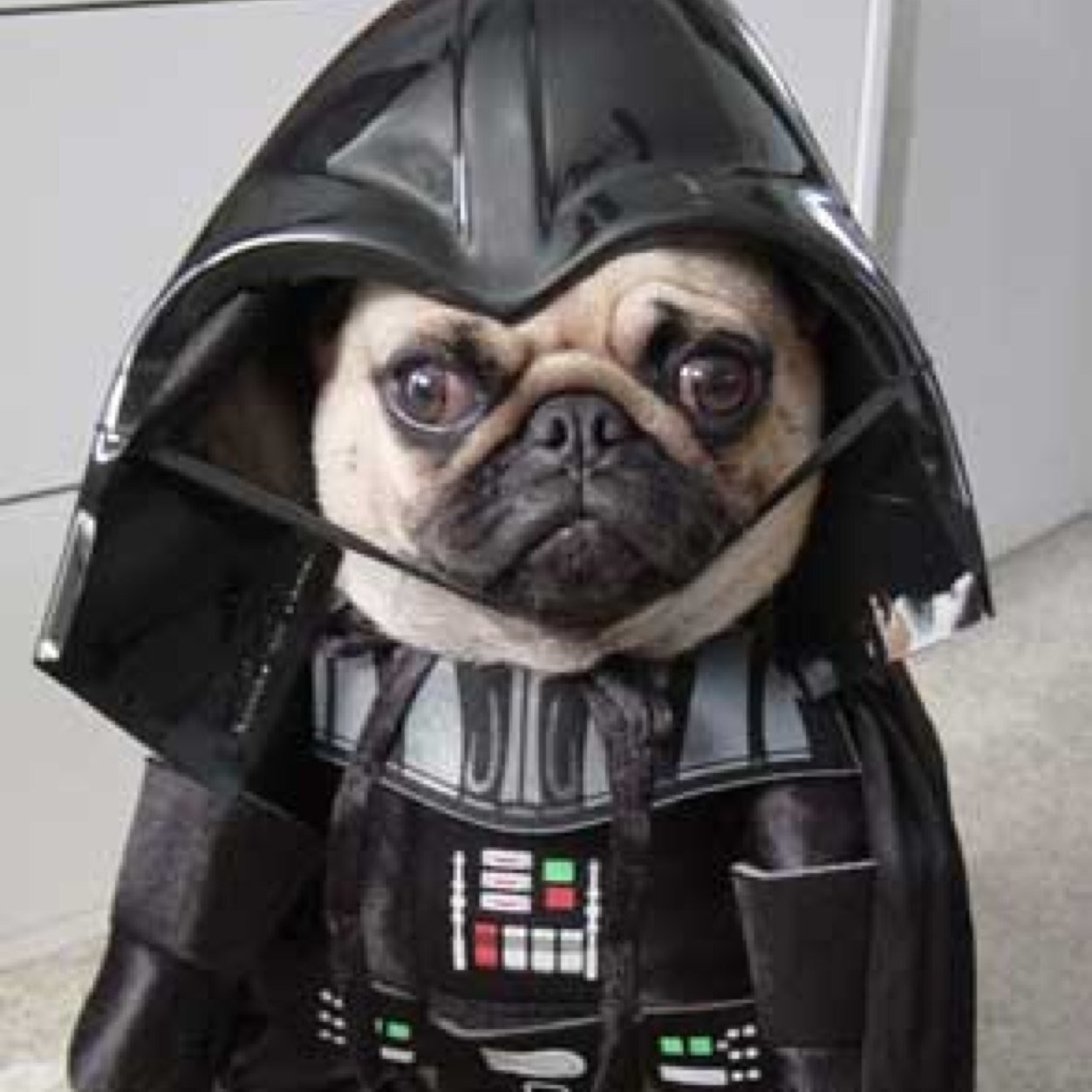 Dogs In Outfits. Tweet us or send us your pictures at DogsInOutfits1@gmail.com!