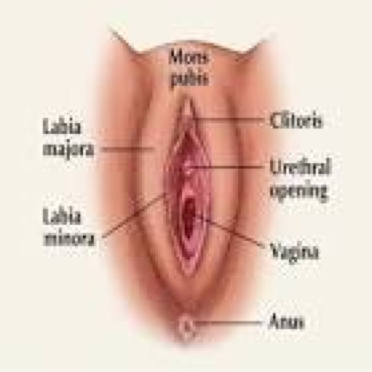 Philopian Tubes Tho
