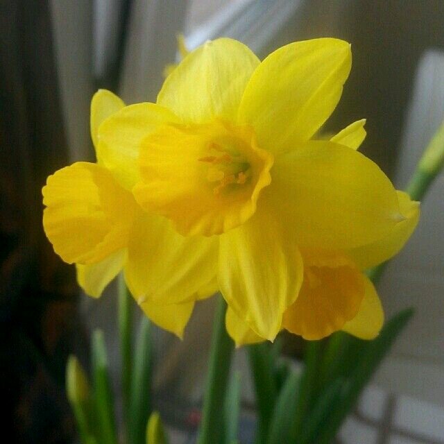 BridgetSweene17's profile picture. 