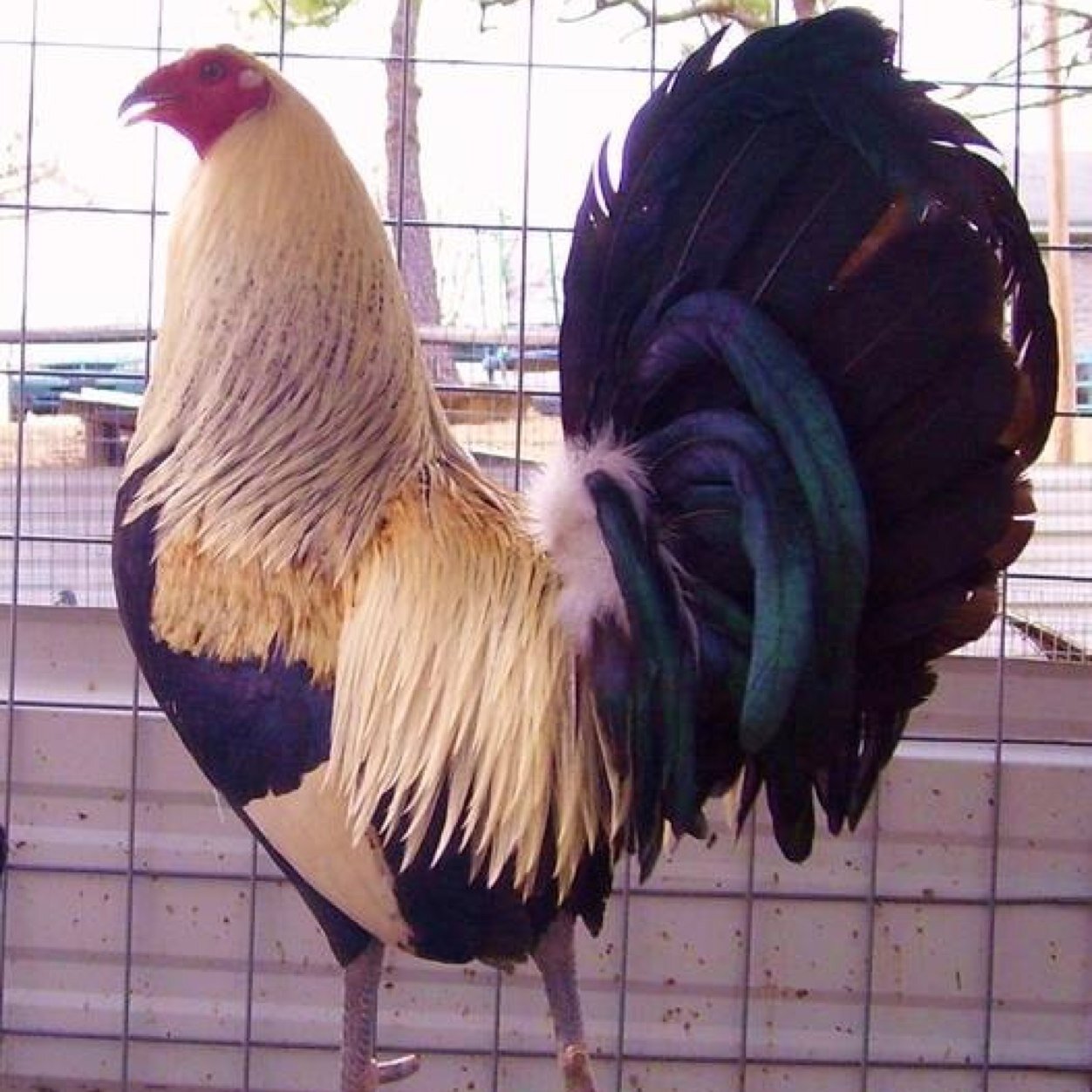 maciascpo's profile picture. 