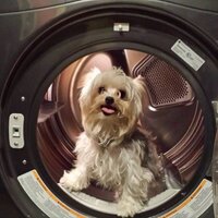 Kristin Marie Schultz (@krschultz) 's Twitter Profile