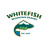 SkiWhitefish