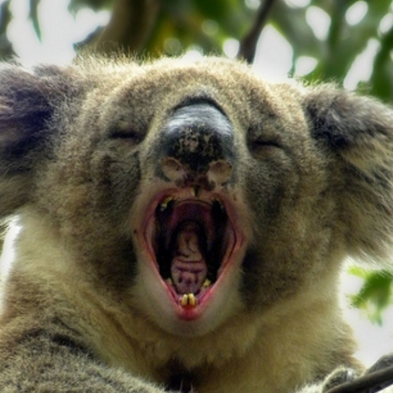 TwutterStuff's profile picture. Twutter twut twut, sloots.