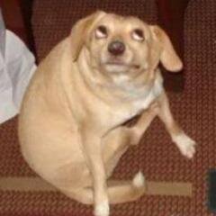 hammyjammy99's profile picture. whatever im a dog get over it and follow @trippy_styles