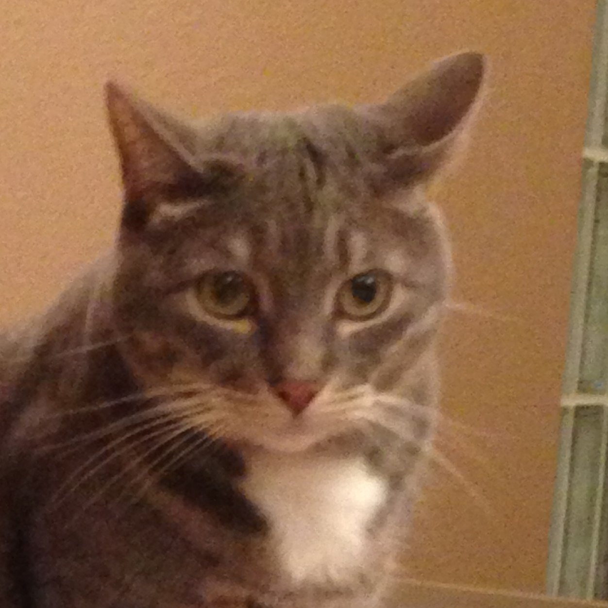 betterangel's profile picture. California girl, Cats and dogs living together, Never tRumper