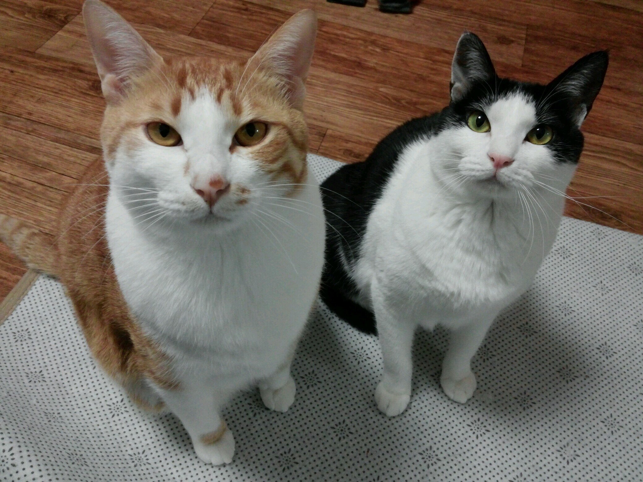 hiccup1981's profile picture. 모찌 톨이 호두 동동 동구(😇)찹쌀 꽁지 쑥이