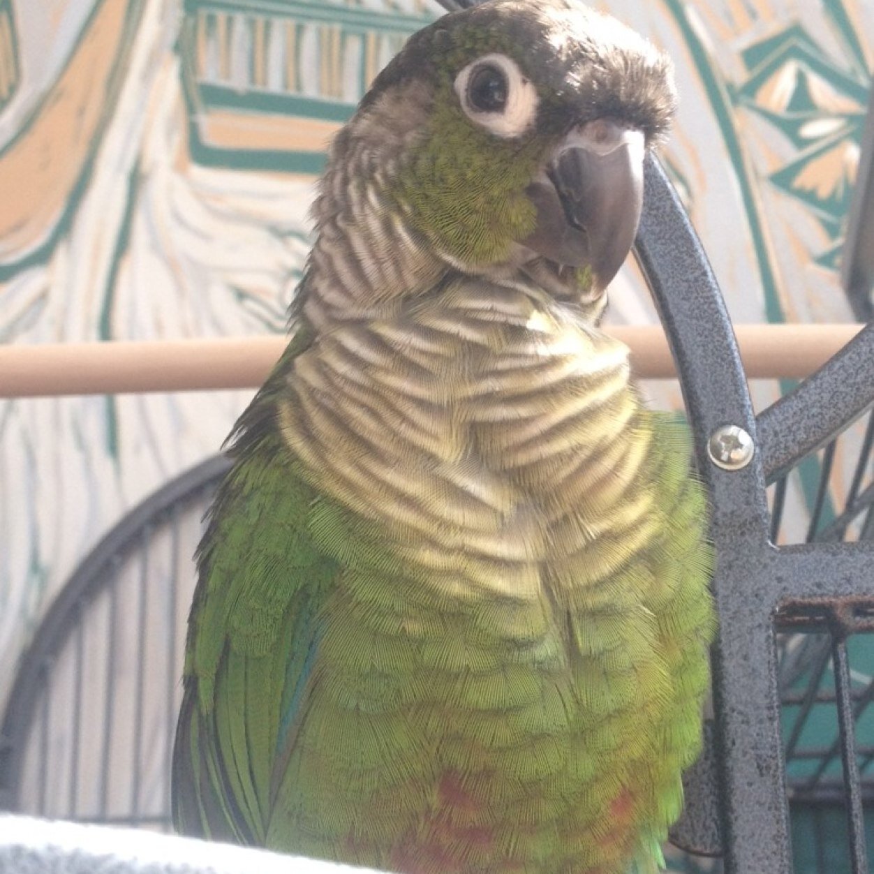 Parrot, loves science, engineering, fruit and flying.