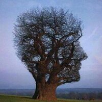 Contemporary Issues (@quantumturk) 's Twitter Profile