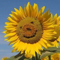 伊達淳一 (@datejun) 's Twitter Profile