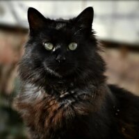 Henriette Lefort (@henriettelefort) 's Twitter Profile