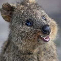 darkakikazu's profile picture. Experienced in game design and QA testing. Currently working as a software QA analyst.