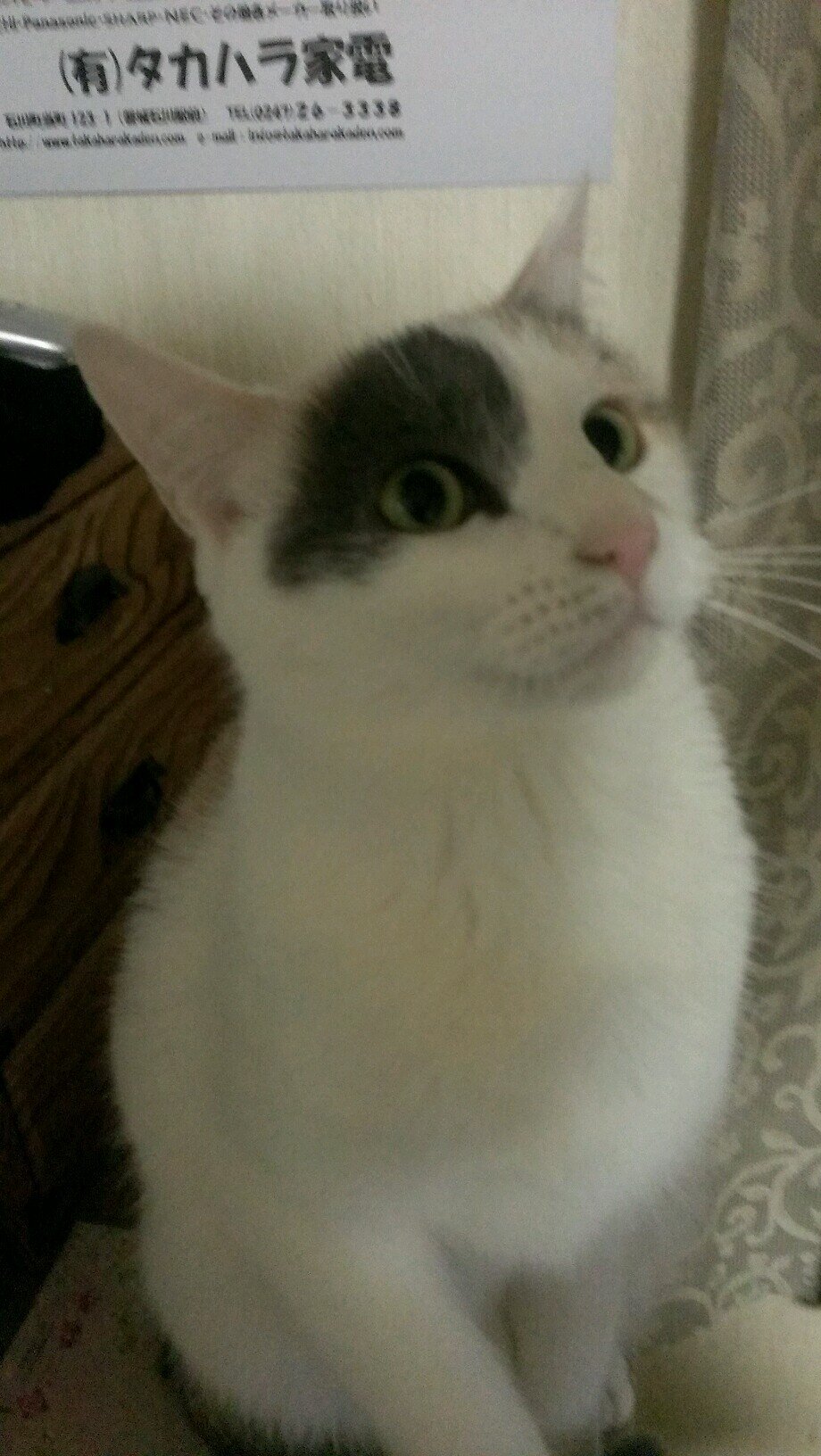 我が家のニャンコや近所のニャンコの写真を載せていきます(^_ _^)♪