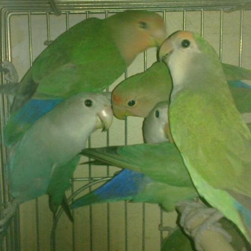 miembro afiliado a @ONGVitalis / Compilón sobre loros agapornis! / El secreto para criar agapornis, es que no hay secretos. Dirk Van Den Abeele