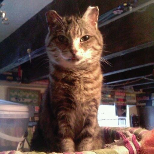 Farplaceexposed's profile picture. Exposing the lie of Farplace animal rescue. Mistreatment of animals and photographic evidence of what the true farplace looks like