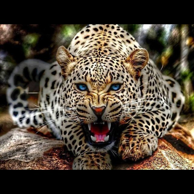 heybulldogwifey's profile picture. 