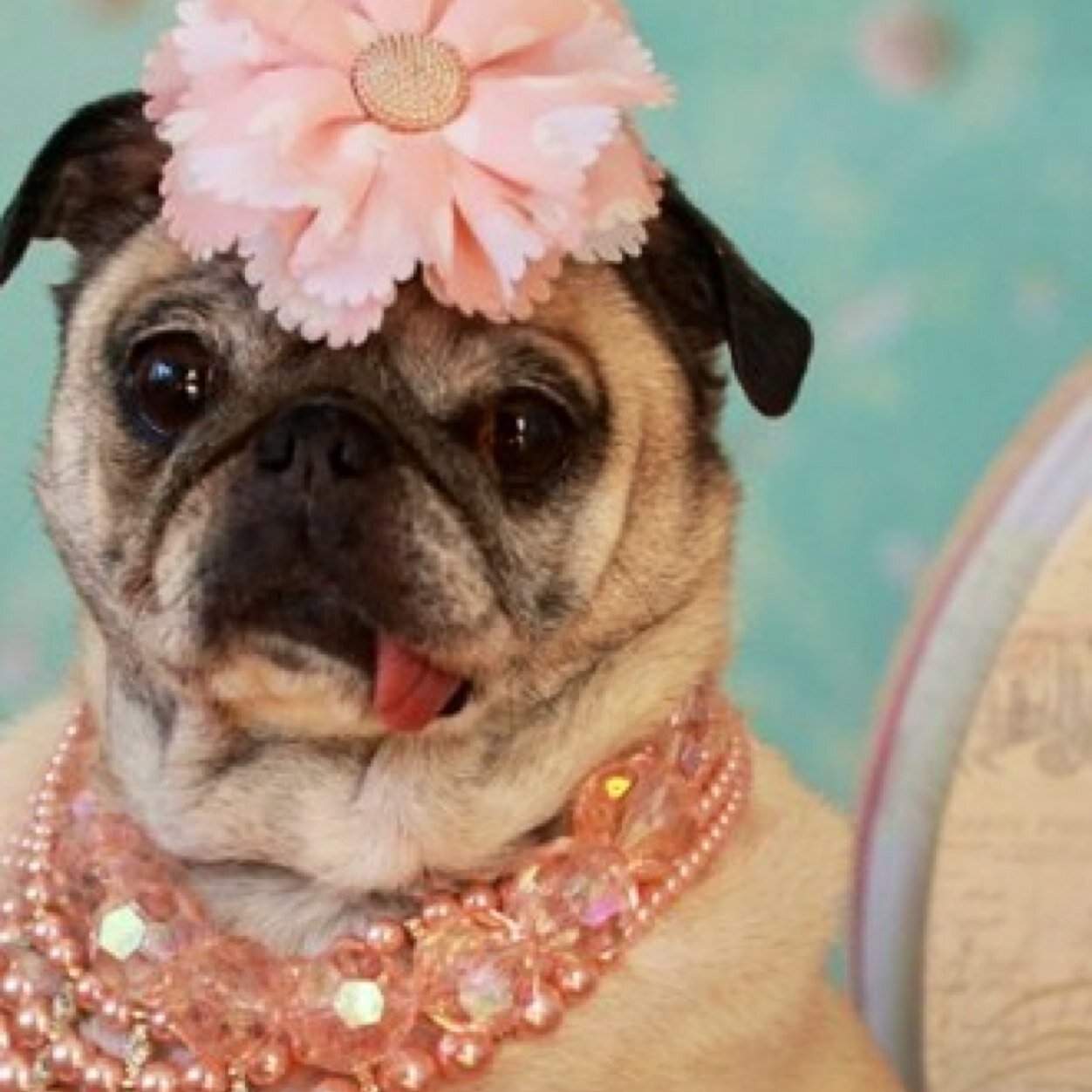 AndBaubles's profile picture. Classy and stylish boutuque jewelry at wholesale prices. 
And because a girl must be both CHIC AND CHARITABLE. 
Every purchase provides food for a needy animal