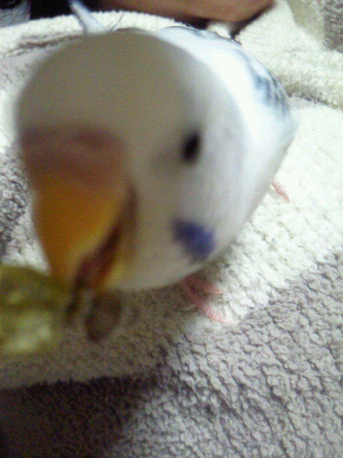 skybirdinacage's profile picture. 