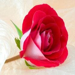 donaldmbolling's profile picture. 4575 Woodland Terrace
Citrus Heights, CA 95610