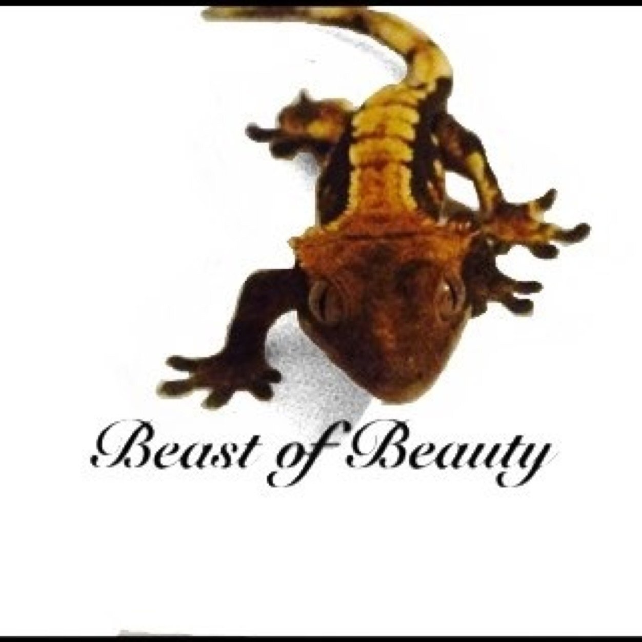 Beastofbeauty88's profile picture. 
