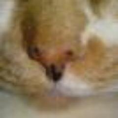 愛猫はうめきちと申します