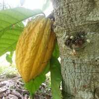 Atlantic Cocoa (@atlanticcocoa) 's Twitter Profile