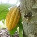 Atlantic Cocoa (@atlanticcocoa) Twitter profile photo