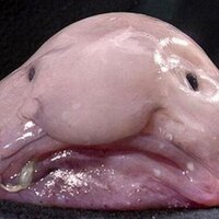 Hegol (@hegol_le_blob) 's Twitter Profile