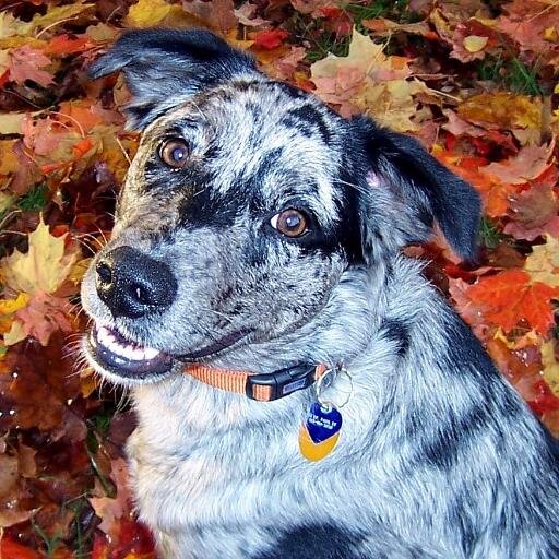 qtmeliss's profile picture. Self professed museum geek. Happiest when I am being creative, making things and cooking. Bluejays baseball fan.  Love my family and my pets. Kind of a klutz.