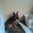 kocheng94's profile image