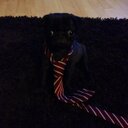 Ellis McGrady - @EllisMcGrady - Twitter