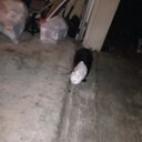 Rafael Cintron Jr - @RoCoJoR - Twitter