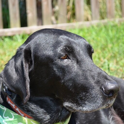 SilverFaceRanch's profile picture. Where Old Dogs Rule!