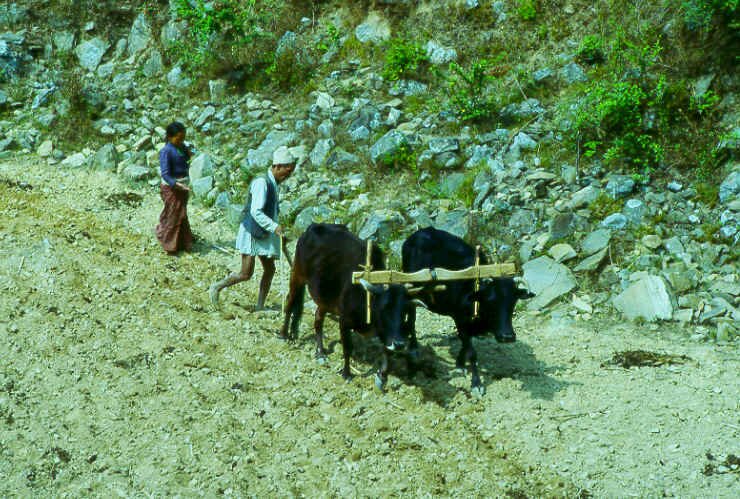 हलोको सिरानी,हलोको ऐठान,हलोको जिन्दगी !!
कुनै तन्त्रले पनि नबद्लिएको मेरो जीवन !!
तर पनी गर्व छ किसान हनुमा !!