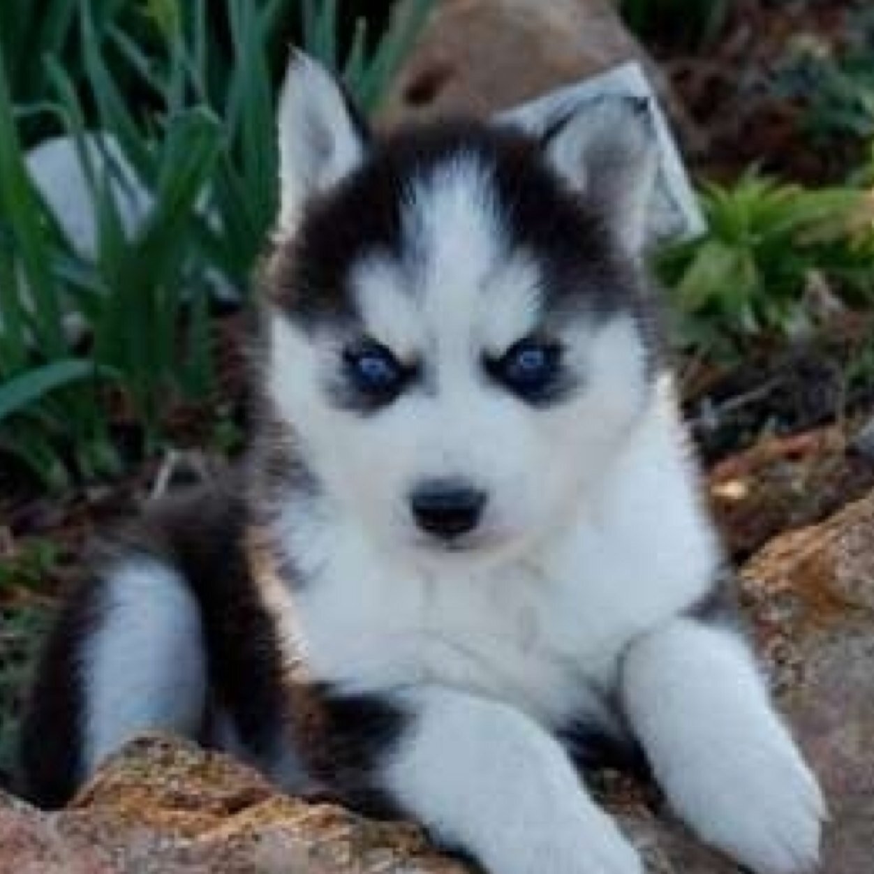 Captain Jack Harkness, woof! I don't remember what happened, but somehow I managed to turn myself into a puppy.