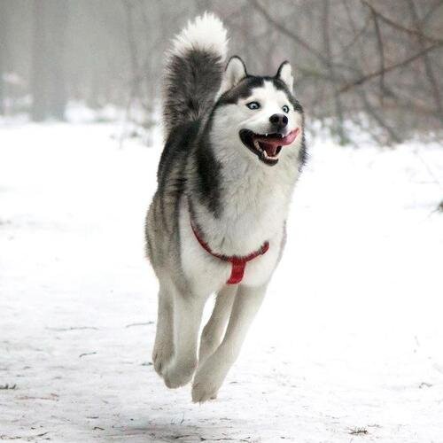 caanindoge's profile picture. social democracy