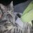 Belladouce's profile image