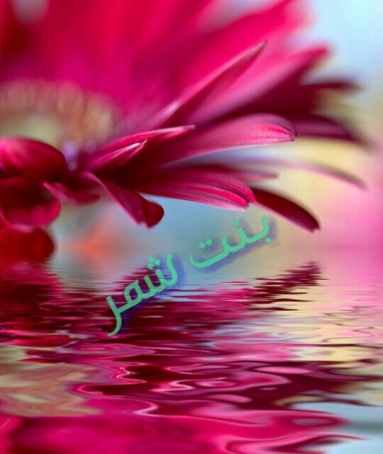 ‏‏‏( الا إله إلا الله محمد رسول الله )
