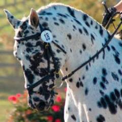 AltamontHorses's profile picture. 